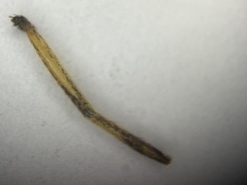 Culex pipiens